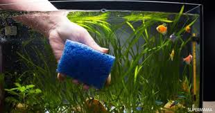 Aquarium Cleaning